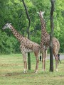 Masai Giraffes (2)